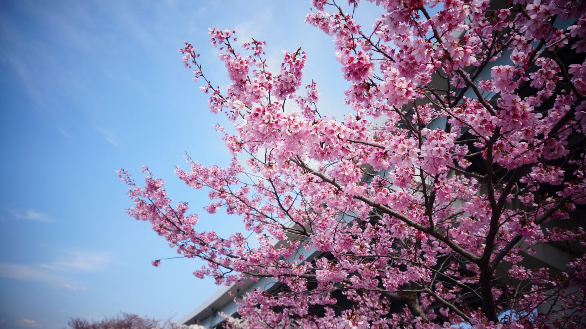 Sakura in Tokyo