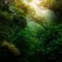 An overview into a densely forested area