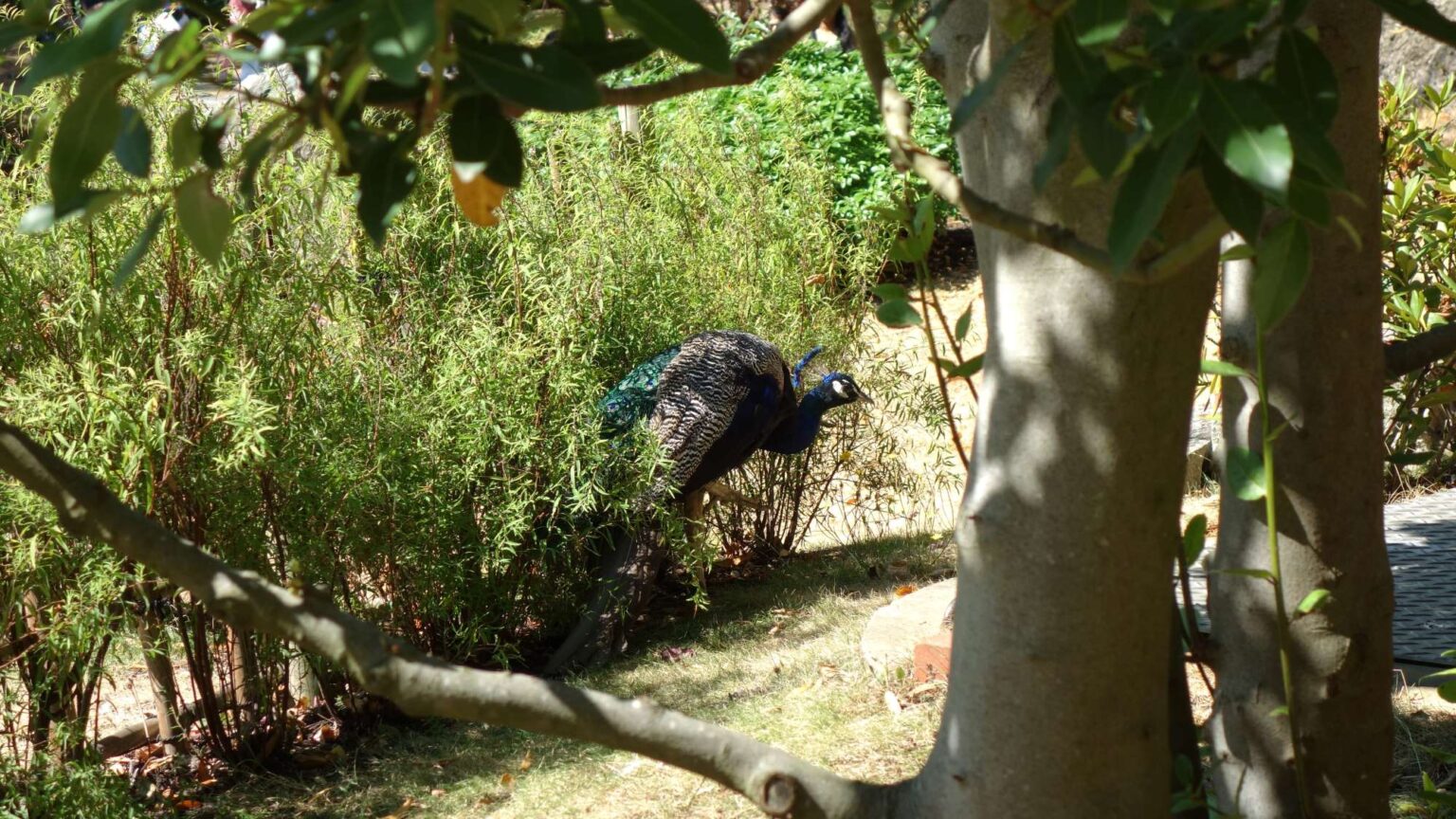 A peacock shading from the sun