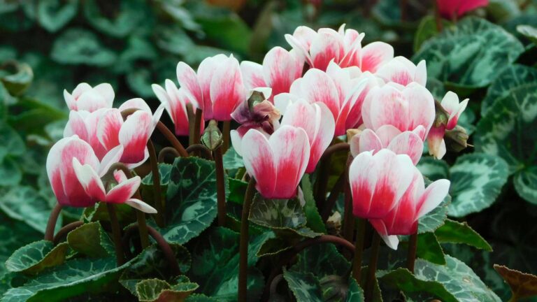 A pink flowering plant
