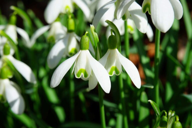 White flowering plants