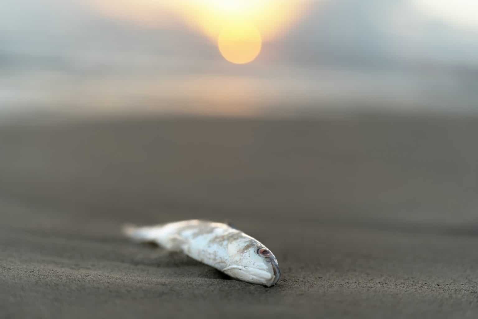 dead fish