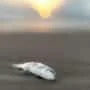 dead fish
